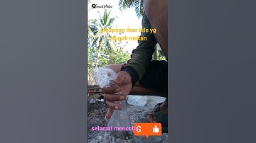 Umpan ikan lele harian yg mogok makan