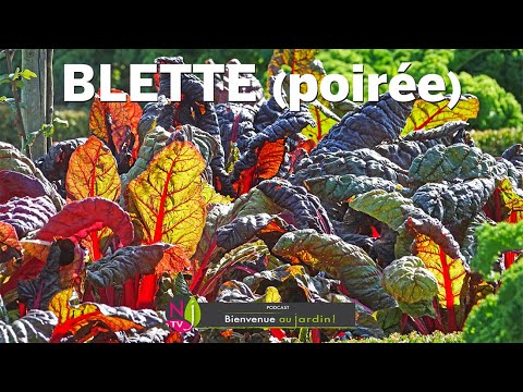 Vidéo: Plantes d'accompagnement de la bette à carde - Conseils sur la plantation d'accompagnement avec la bette à carde