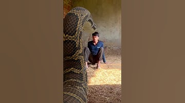 Anaconda Snake Chase P1 #shorts #snake #python #nagin #anacondav