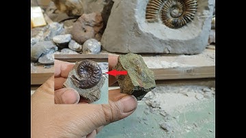 Time Lapse Jurassic Fossil Ammonite Preparation