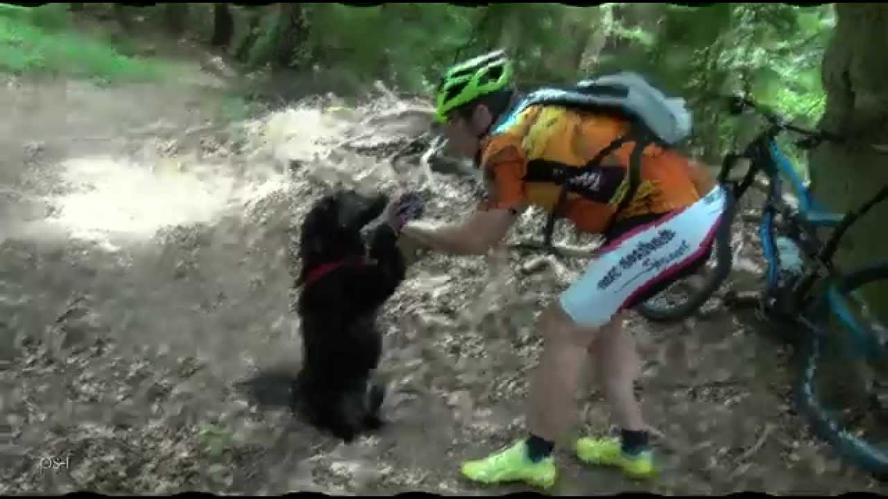 WOLFS HUND traeumt YouTube