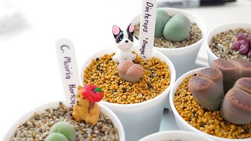 How I plant my Lithops 🍑♥️ [Eng Sub]