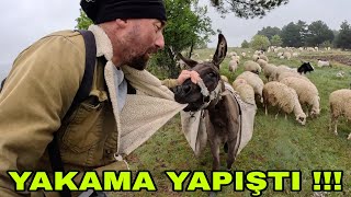 PİSKOPAT YAKAMA YAPIŞTI !! İNDEKİ YAVRULAR~KIŞ GERİ GELDİ SANKİ~ÇAY VE MANTAR KEYFİ