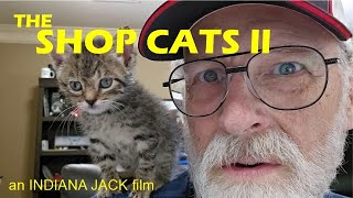 Shop Cats Episode ll