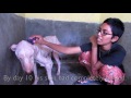 Amazing transformation of sick dog who had given up hope
