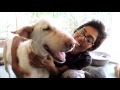 Amazing transformation of sick dog who had given up hope