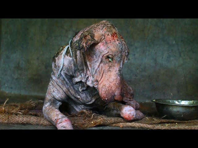 Amazing transformation of sick dog who had given up hope. class=
