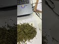 Sound sencha tea #tea #sencha #export