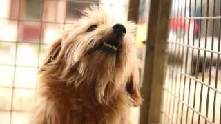 pet memorial dog tags