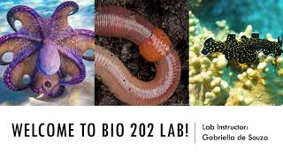 Lab #7 Lophotrocozoans