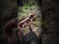 Rio & Lacey - Steady on Point & Steady to Flush (Lacey Modeling) 11 28 18 Rio & Lacey - Steady on Point & Steady to Flush (Lacey Modeling) 11 28 18