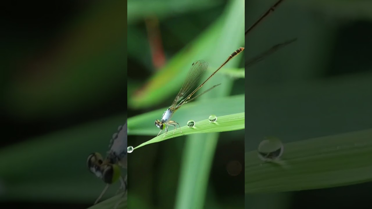 Damselfly in the Rice Field – Peaceful Nature Macro 