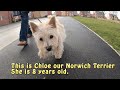 Norwich Terrier の動画、YouTube動画。