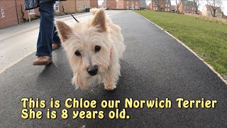 Norwich Terrier