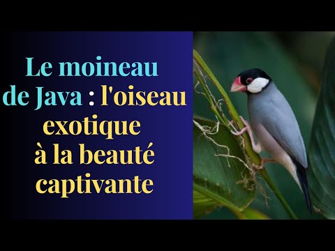 Le moineau de Java : l'oiseau exotique à la beauté captivante