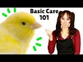 Perawatan Kenari 101 | Cara Merawat Burung Kenari Domestik | Tip Perawatan Penting
