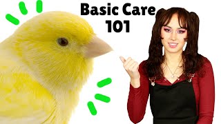 Canary Care 101 | How to Care For Domestic Canary Birds | Essential Care Tips by BubblyPetz 3,913 views 5 months ago 15 minutes