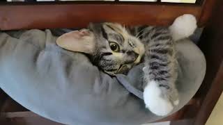 Main sama Yumi anak kucing lucu | Grey tabby cat | Anak kucing persia kucing kampung kucing domestik