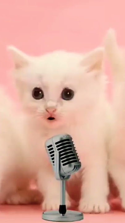 anak kucing sholawat jibril