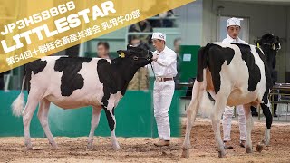 ジェネティクス北海道 ホルスタイン娘牛 - YouTube