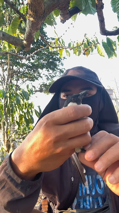 ▶️ good candidate for attracting the clutch finch #bird #chirping mania #shorts #bolang