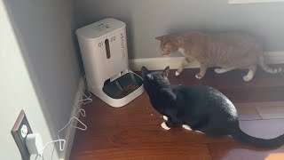 PETKIT Automatic Cat Feeder 5L Automatic Cat Food Dispenser with Two Food Hoppers