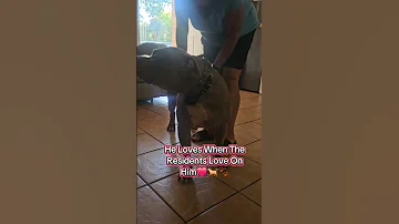 Nova Loves The Love From His Clients Therapydog Adorabledog 
