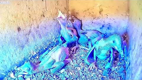 Ghiandaia Marina Cuore & Blu  Pranzo del primo pomeriggio