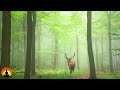 Relaxing Music for Quarantine, Healing Music, Meditation Music, Sleep Music, Zen, Study Music, ☯3699