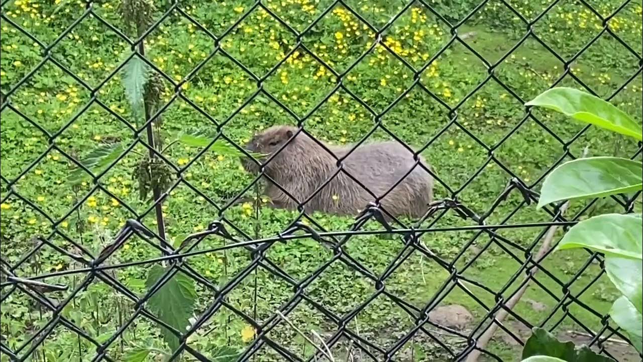 CAPYBARA 😍 AT BELFAST ZOO BELFASTZOO YouTube