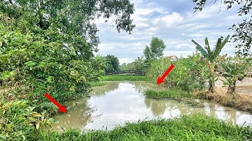 Câu Cá Rô Đồng | Trứng Kiến Vàng Loại Mồi Câu Cá Rô Cực Nhạy | natural fishing bait ant eggs |Tập 52