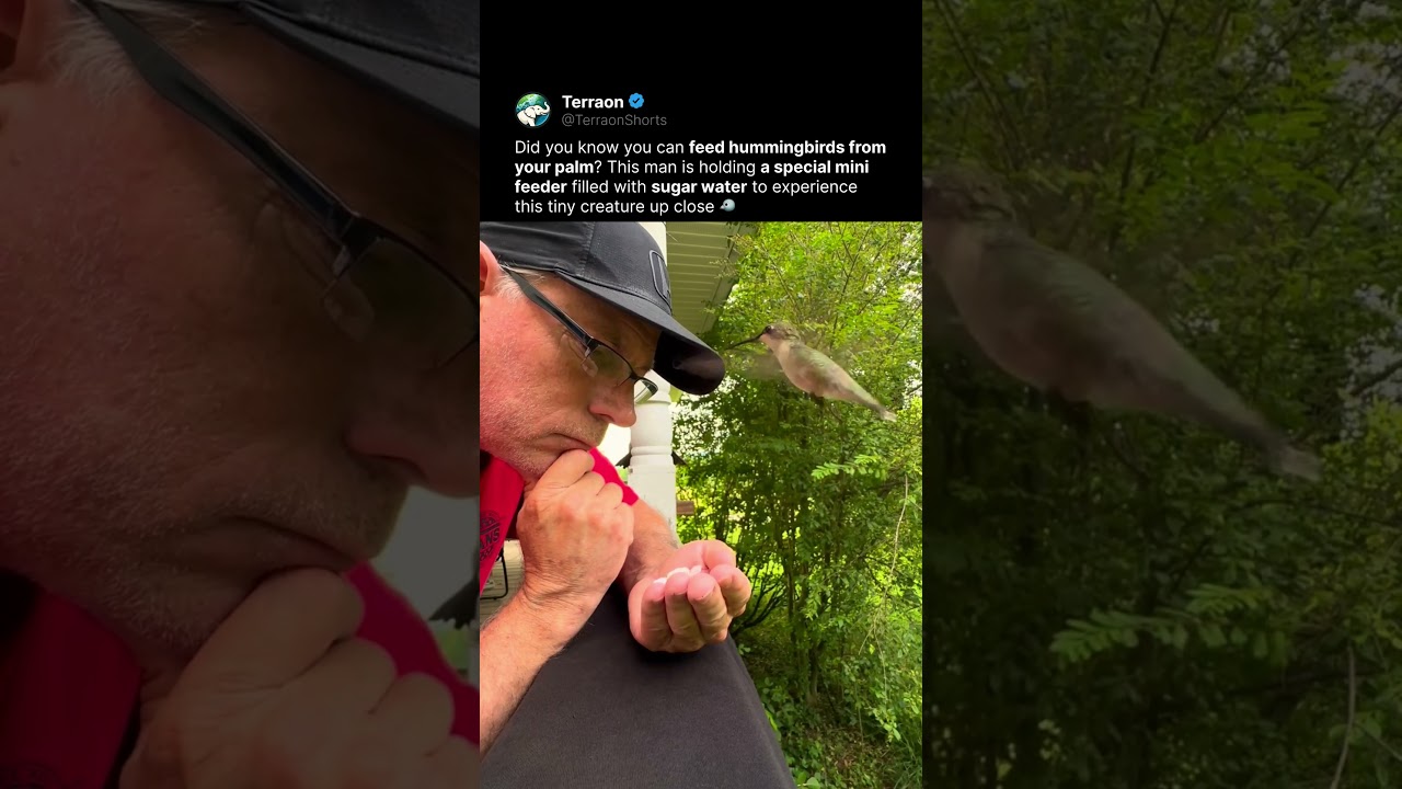 A Hummingbird Landed on His Hand 🐦✨