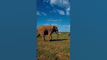 قراة جميلة لسورة الفيل كاملة بصوت الشيخ رعد الكردي وعدد آياتها 5