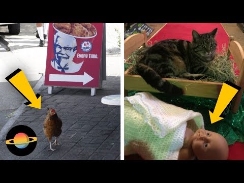 Wideo: 10 powodów, dla których koty są najlepszymi zwierzętami