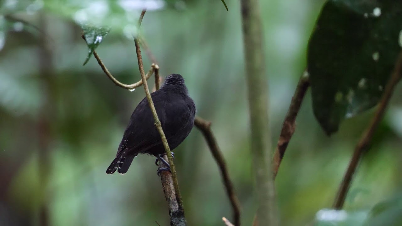 Birds of Brazil - White-throated Antbird (Oneillornis salvini)