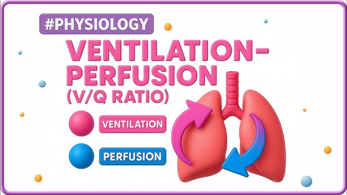 What is Ventilation Perfusion Mismatch: Causes, Symptoms & Solutions