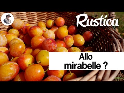 Vidéo: Qu'est-ce qu'une mirabelle - Cultiver des mirabelles dans le jardin