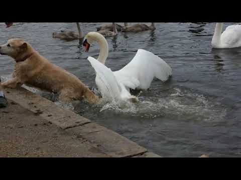 犬の水浴びを許さない白鳥  