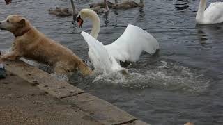 The dominant Mute Swan deals with a dog