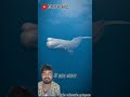 whale 🐋fish vs man #facts #amazingfacts #trending #clips #shorts#fish