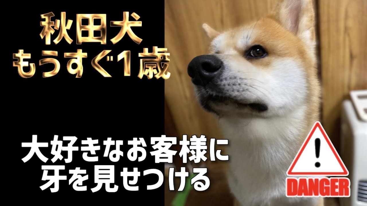 秋田犬 しつけ お客様へのウェルカム甘噛み対策 85 I Didn T Bite I Just Pretended But Mom Said It Is Not Allowed Youtube