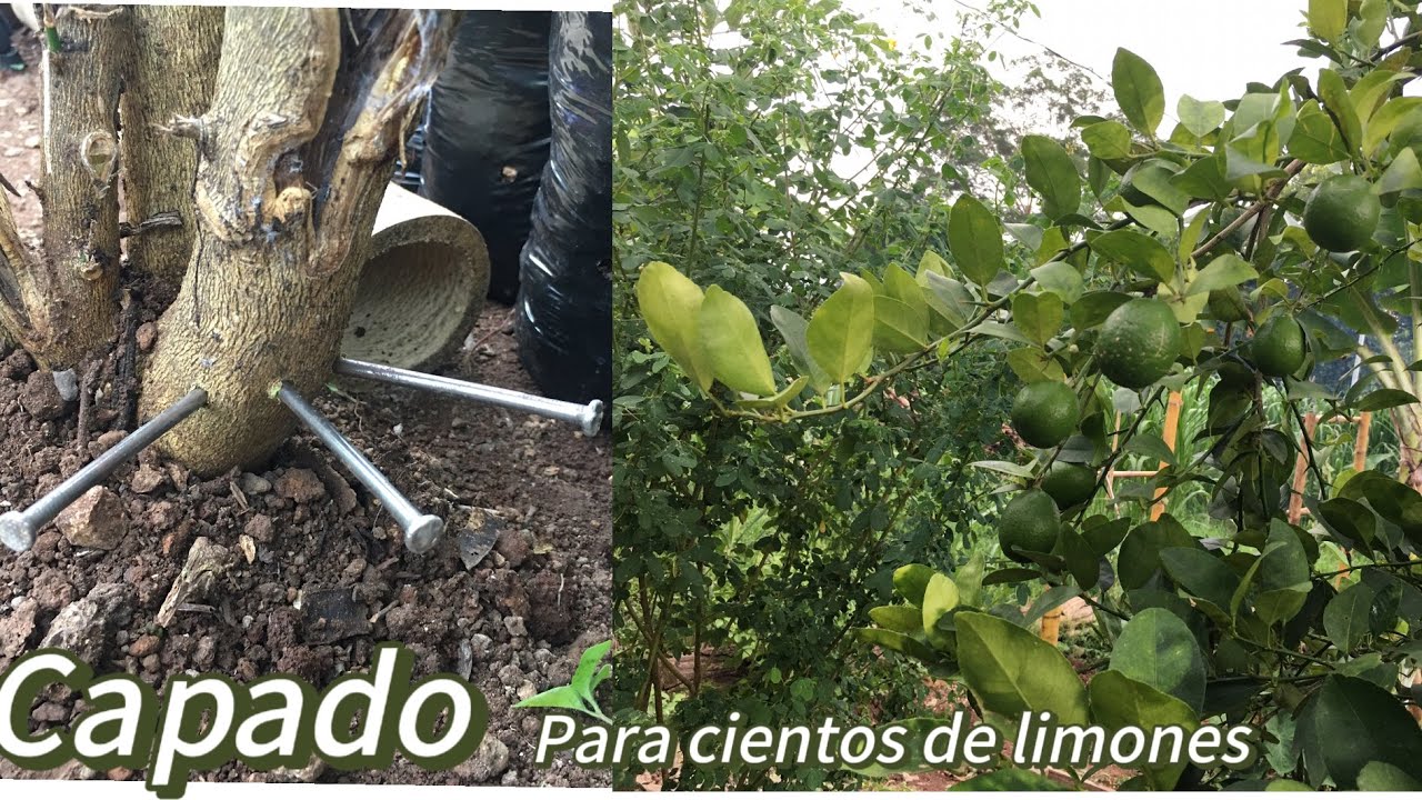 Capado de limón para tener tantos limones que tendrás que regalar solo ...