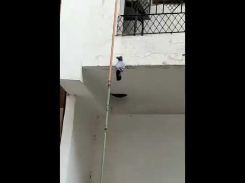 Pigeon dies from kite strings in Okhla