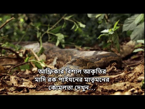 AFRICAN FEMALE ROCK PYTHON with bangla