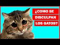 ¿Cómo se disculpan los gatos con los humanos?