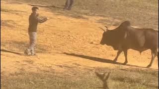 Nyuj ej sib nraus nyuj txawj kub ( tổng hợp )