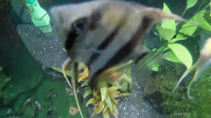 Watch the video about My aquarium with angelfish