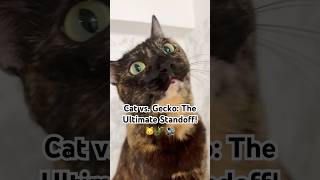 Catch me if you can #yoyomeow #petdrama