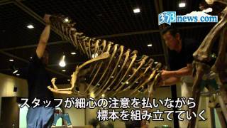 大恐竜展準備進む 2011年7月13日