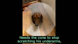The Cone of Shame by DITB PRODUCTIONS 182 views 1 year ago 1 minute, 38 seconds
